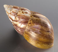 Achatina fulica