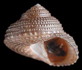 Clanculus kraussi