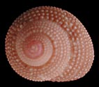 Clanculus sp.