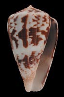 Conus ermineus