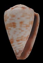 Conus nivifer