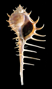 Murex somalicus