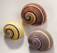 Polymita picta